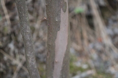 Comarostaphylis