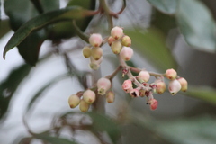 Comarostaphylis