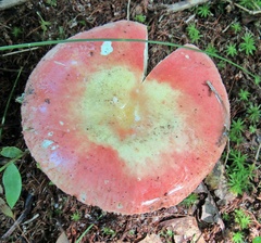 Russula paludosa
