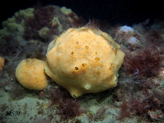 Porifera