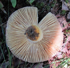 Russula paludosa