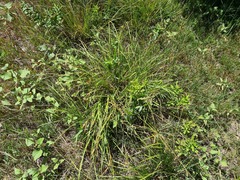 Carex diluta
