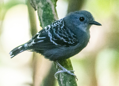 Willisornis vidua