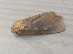 Korscheltellus fusconebulosa