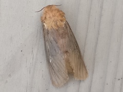 Korscheltellus fusconebulosa