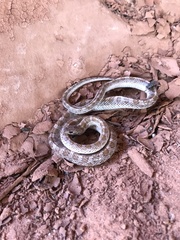 Arizona elegans philipi