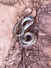 Arizona elegans philipi