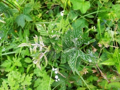 Podosphaera filipendulae