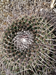 Mammillaria gigantea