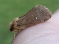 Korscheltellus fusconebulosa