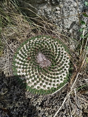 Mammillaria gigantea
