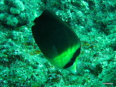 Chaetodon blackburnii