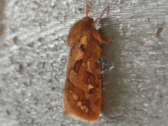 Korscheltellus fusconebulosa