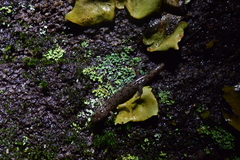 Desmognathus ocoee