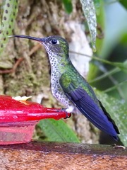 Taphrospilus hypostictus