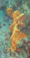 Porifera