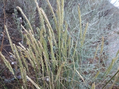 Agropyron desertorum