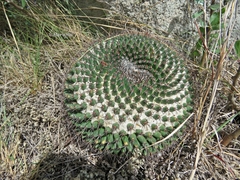Mammillaria gigantea