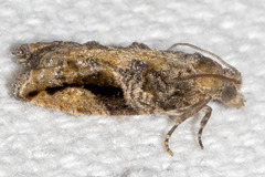 Proteoteras crescentana