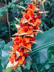 Hedychium densiflorum