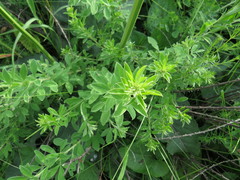 Chamaecytisus ruthenicus