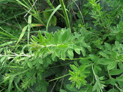 Chamaecytisus ruthenicus