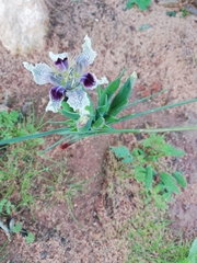 Ferraria densepunctulata