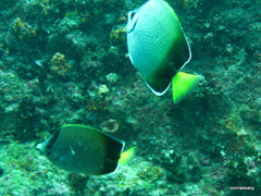Chaetodon dolosus