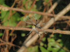 Argiope appensa
