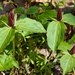 Trillium sessile - Photo (c) Fluff Berger, μερικά δικαιώματα διατηρούνται (CC BY-SA), uploaded by Fluff Berger