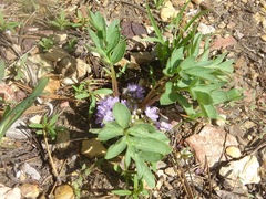 Hydrophyllum alpestre