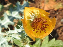 Argemone aenea