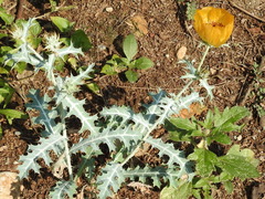 Argemone aenea