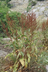 Rumex patientia orientalis