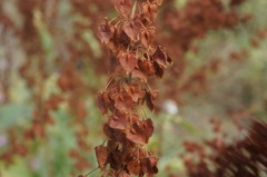 Rumex patientia orientalis