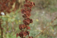 Rumex patientia orientalis