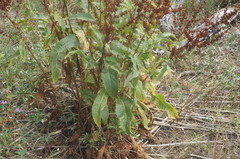 Rumex patientia orientalis