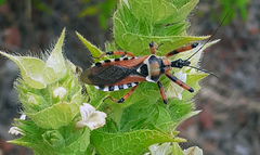 Rhynocoris punctiventris