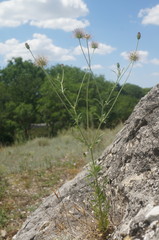 Pterocephalus plumosus