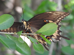 Papilio ornythion ornythion