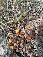 Sedum pacense