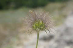 Pterocephalus plumosus
