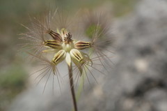 Pterocephalus plumosus
