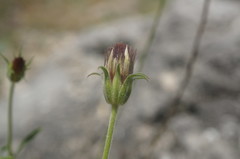 Pterocephalus plumosus