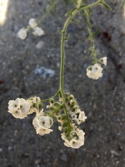 Cryptantha muricata