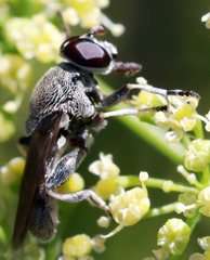 Myolepta aurinota