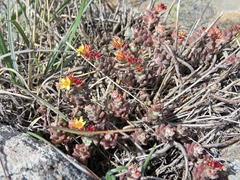 Sedum pacense