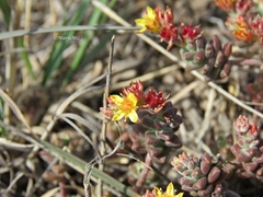 Sedum pacense