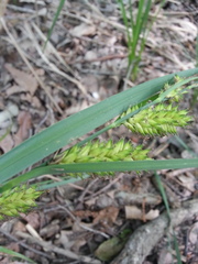 Carex hyalinolepis