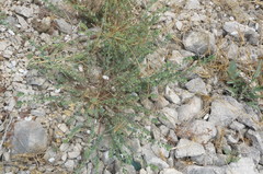 Andrachne telephioides